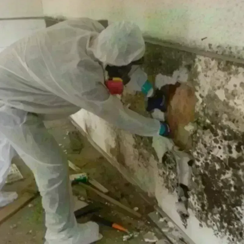 Mold Remediation and Removal in Barton County, MO